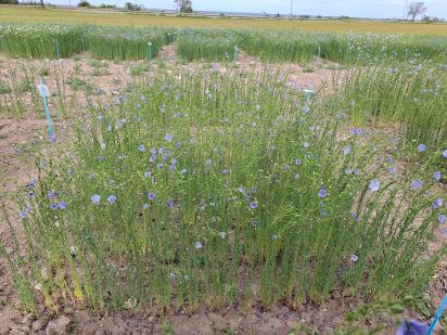 Click for 1 image(s) for this accession.